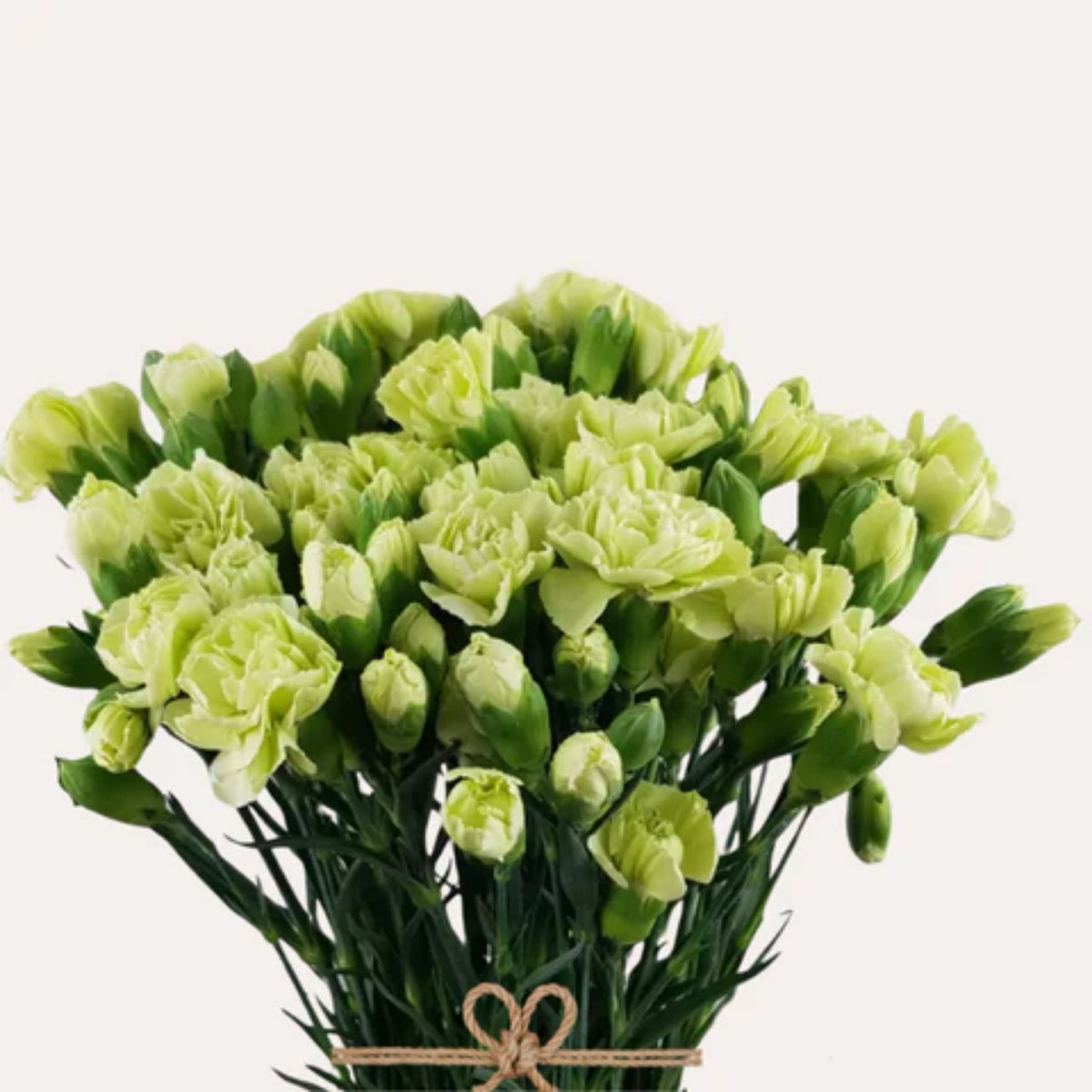 Green Mini Carnations Seeds - Dianthus Seeds, 30 seeds