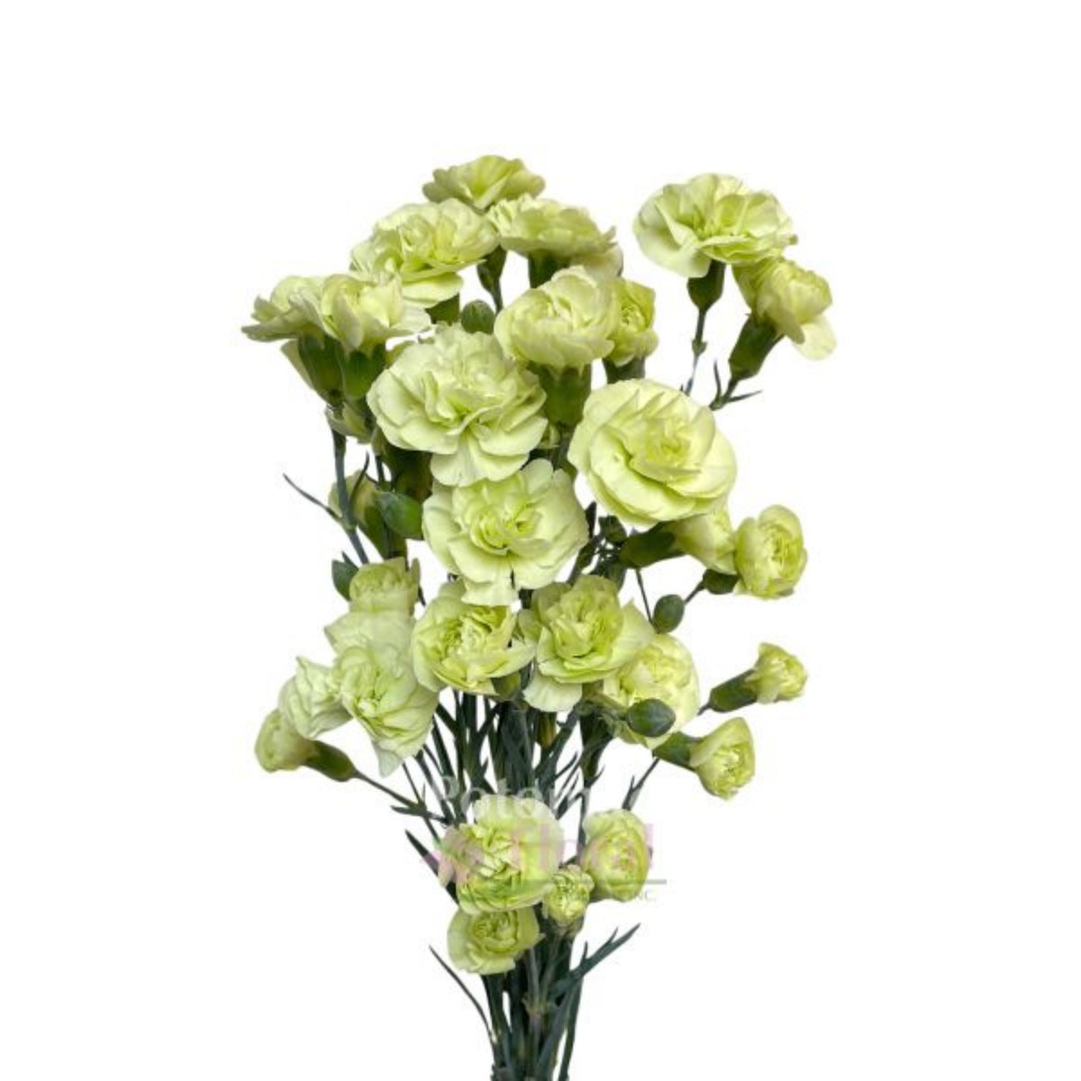 Green Mini Carnations Seeds - Dianthus Seeds, 30 seeds