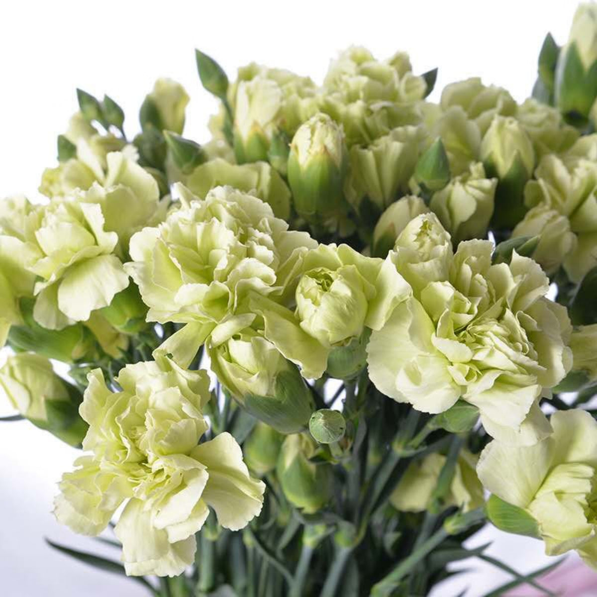 Green Mini Carnations Seeds - Dianthus Seeds, 30 seeds