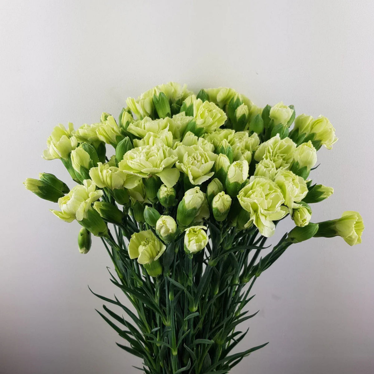 Green Mini Carnations Seeds - Dianthus Seeds, 30 seeds