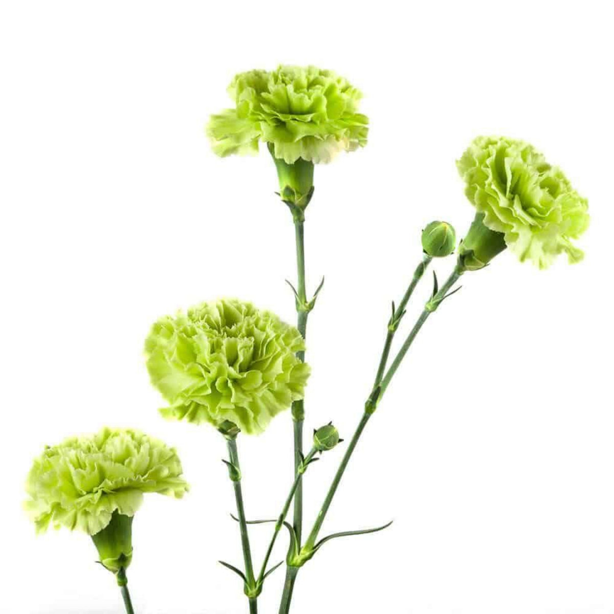 Green Mini Carnations Seeds - Dianthus Seeds, 30 seeds