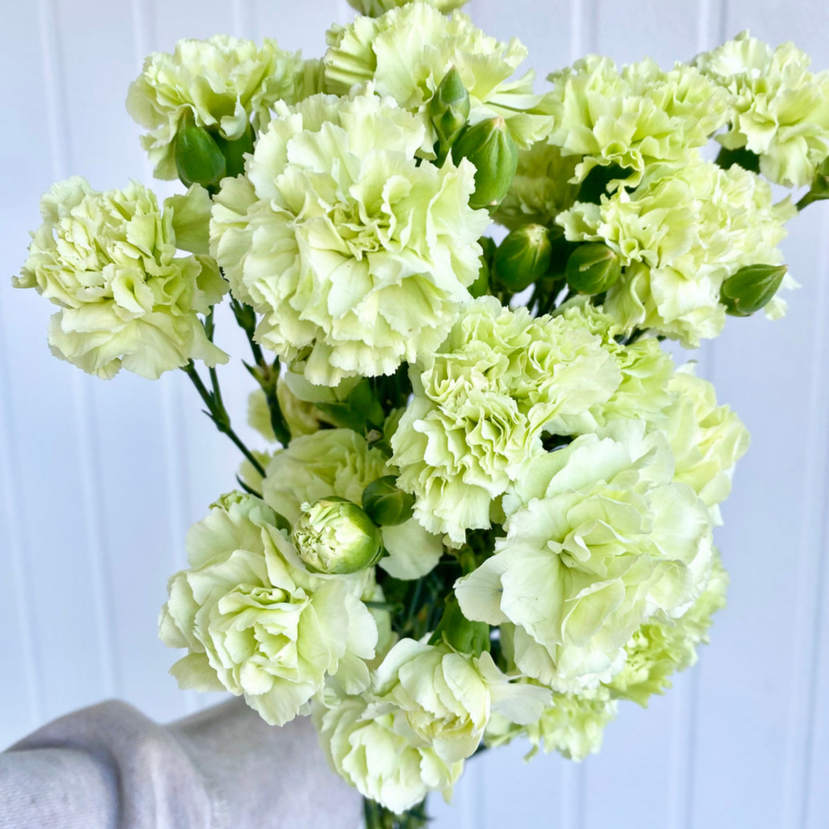 Green Mini Carnations Seeds - Dianthus Seeds, 30 seeds