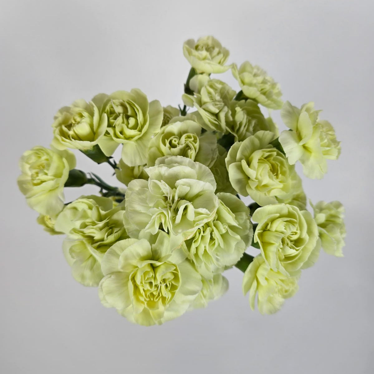 Green Mini Carnations Seeds - Dianthus Seeds, 30 seeds
