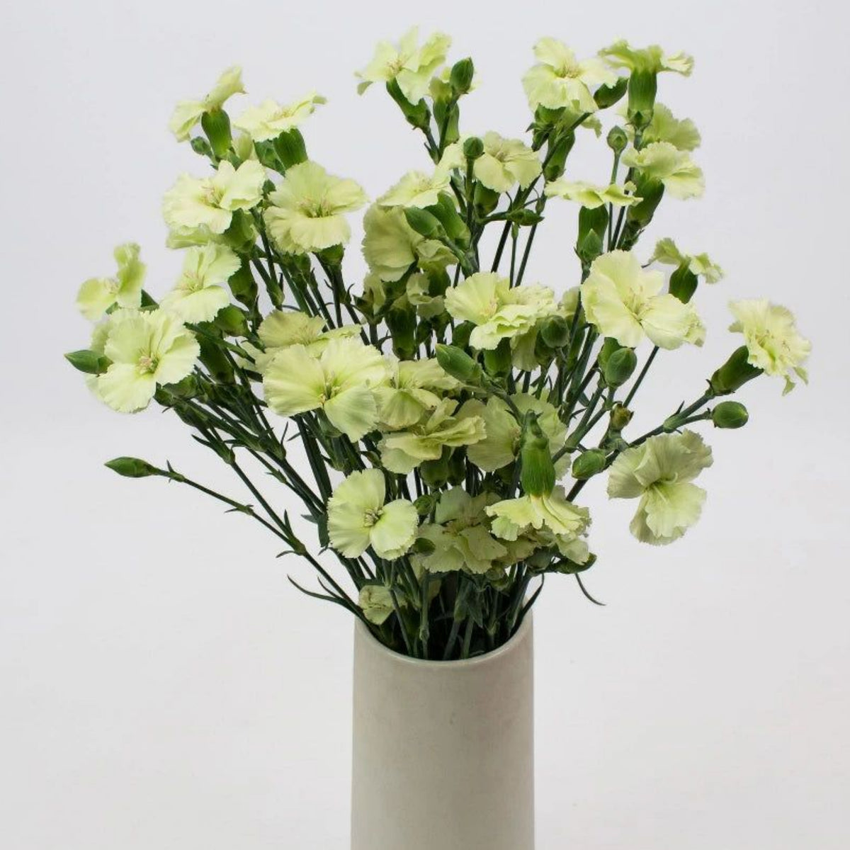 Green Mini Carnations Seeds - Dianthus Seeds, 30 seeds