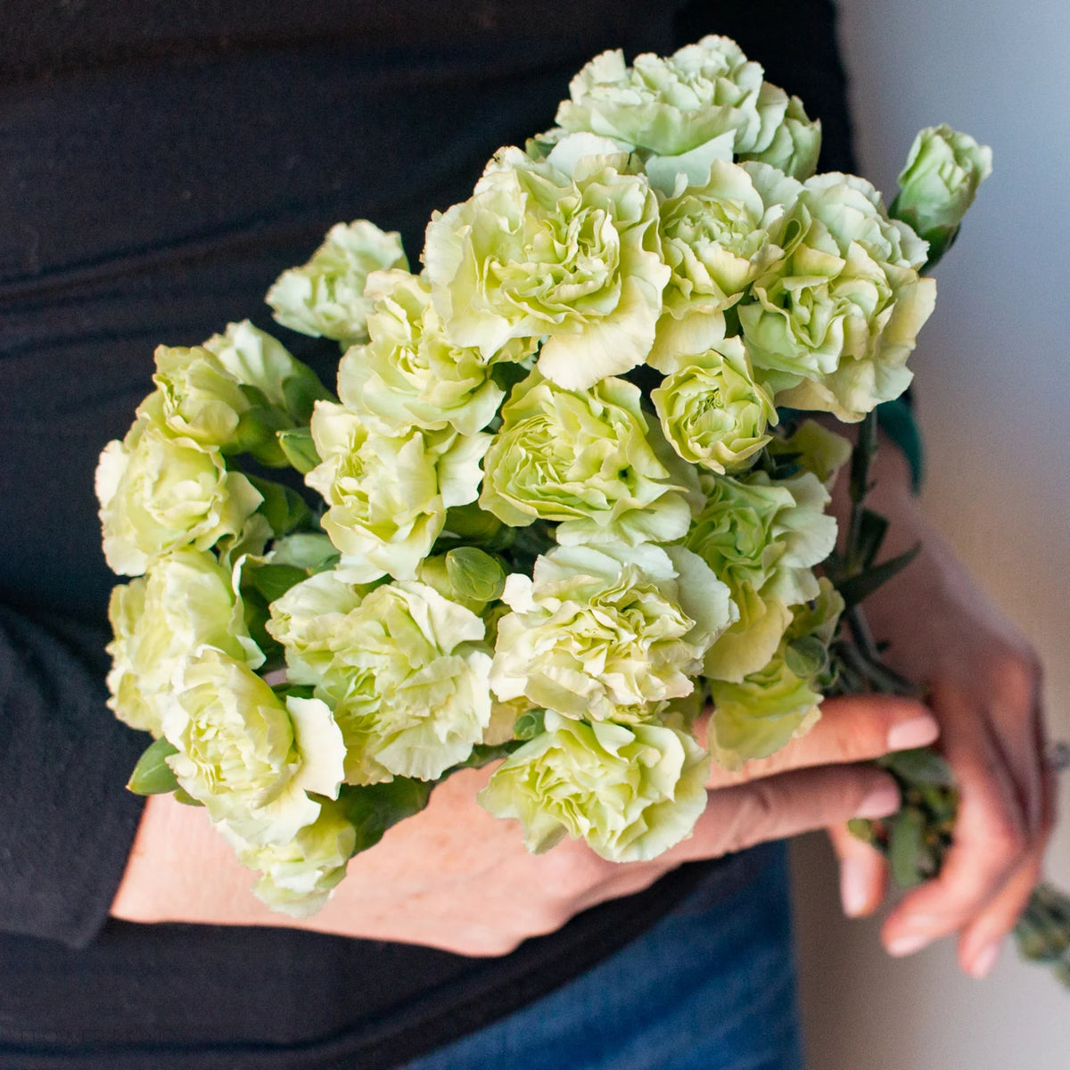 Green Mini Carnations Seeds - Dianthus Seeds, 30 seeds