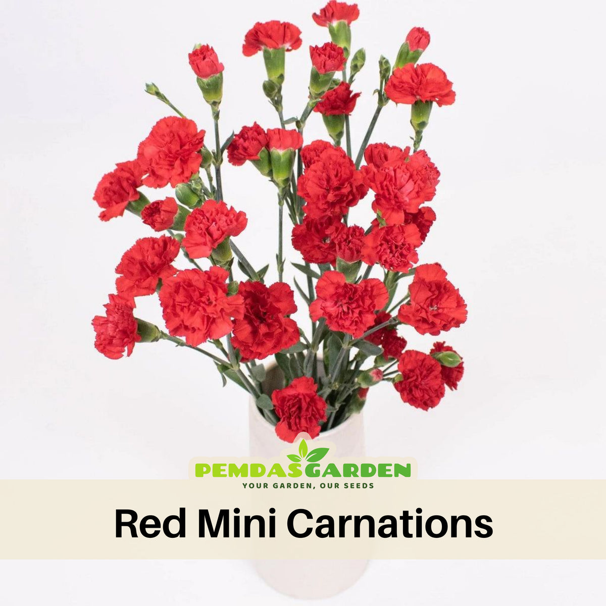 Red Mini Carnations Seeds - Dianthus Seeds, 30 seeds