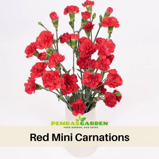 Red Mini Carnations Seeds - Dianthus Seeds, 30 seeds