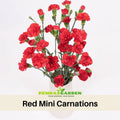 30 Red Mini Carnations - Dianthus Seeds - Authentic - Open-Pollinated - Organic - Heirloom - Flower Seeds - Mix Seeds to Plant - #ca38