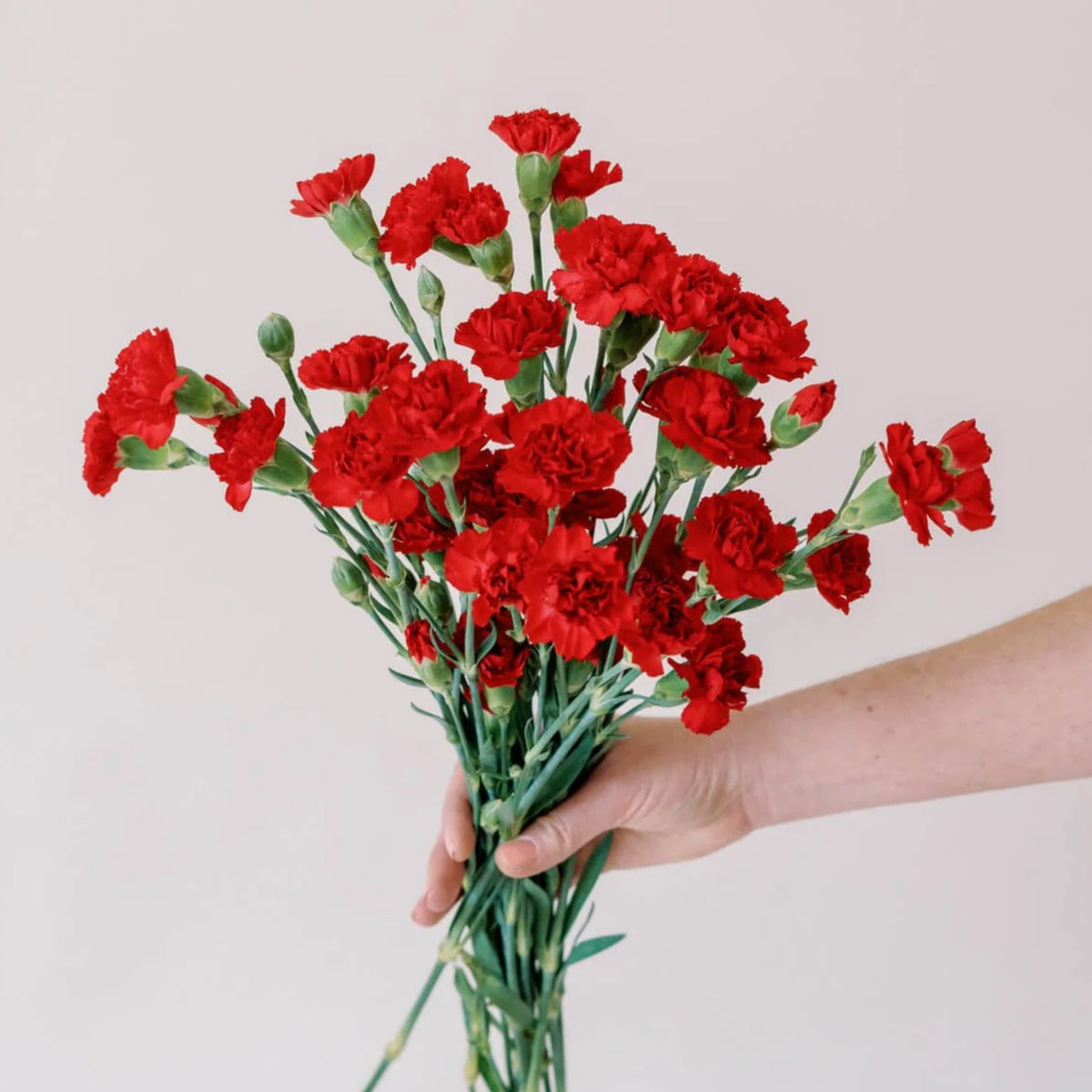 Red Mini Carnations Seeds - Dianthus Seeds, 30 seeds