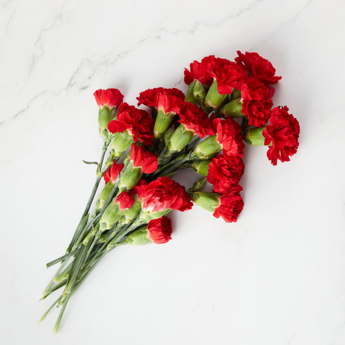 Red Mini Carnations Seeds - Dianthus Seeds, 30 seeds