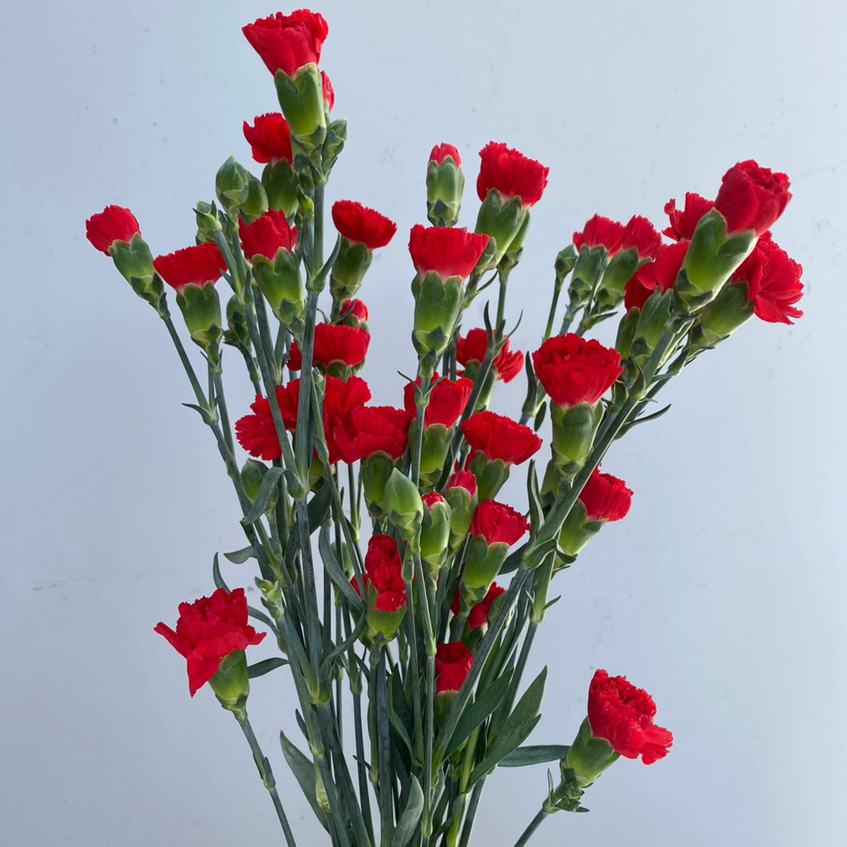 Red Mini Carnations Seeds - Dianthus Seeds, 30 seeds
