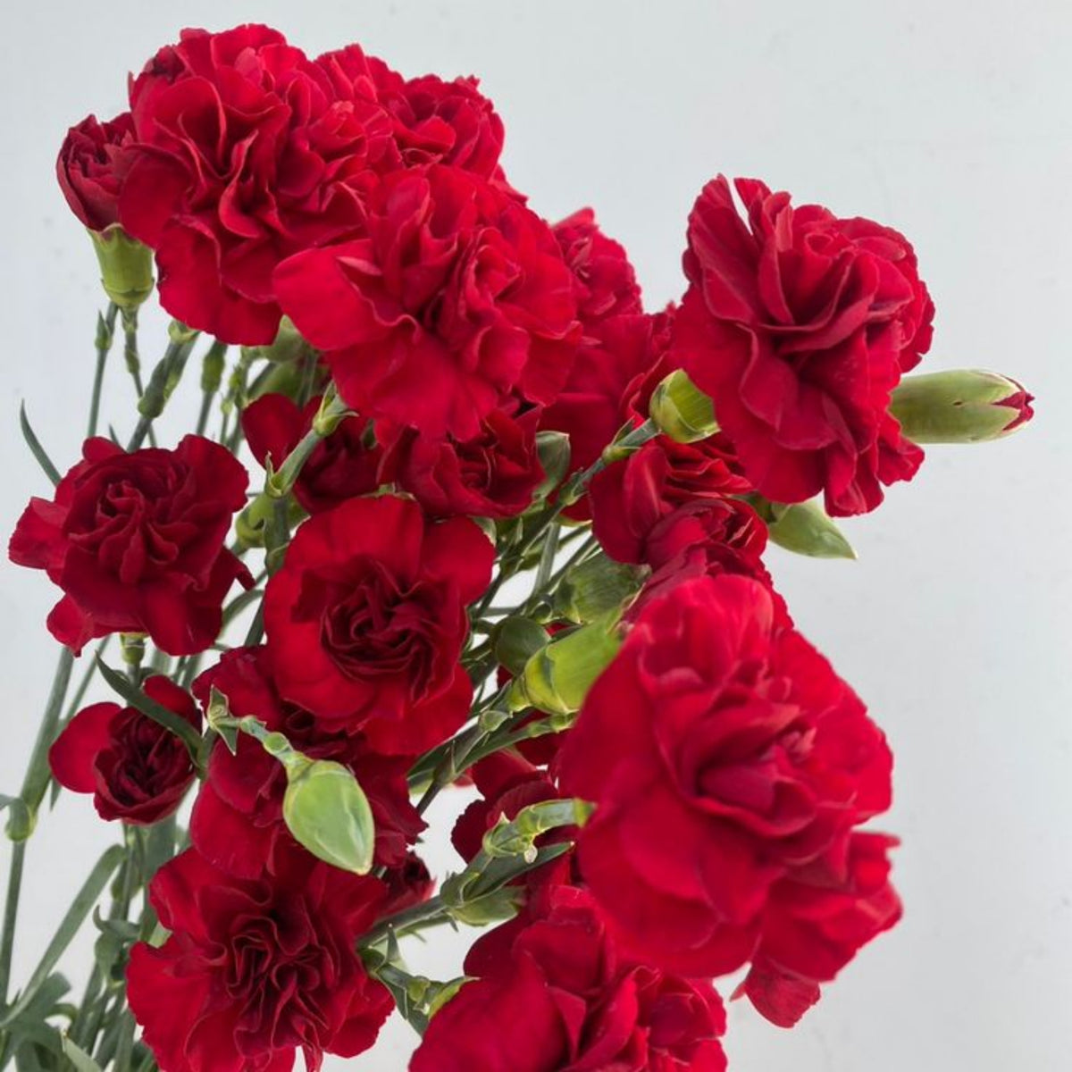 Red Mini Carnations Seeds - Dianthus Seeds, 30 seeds
