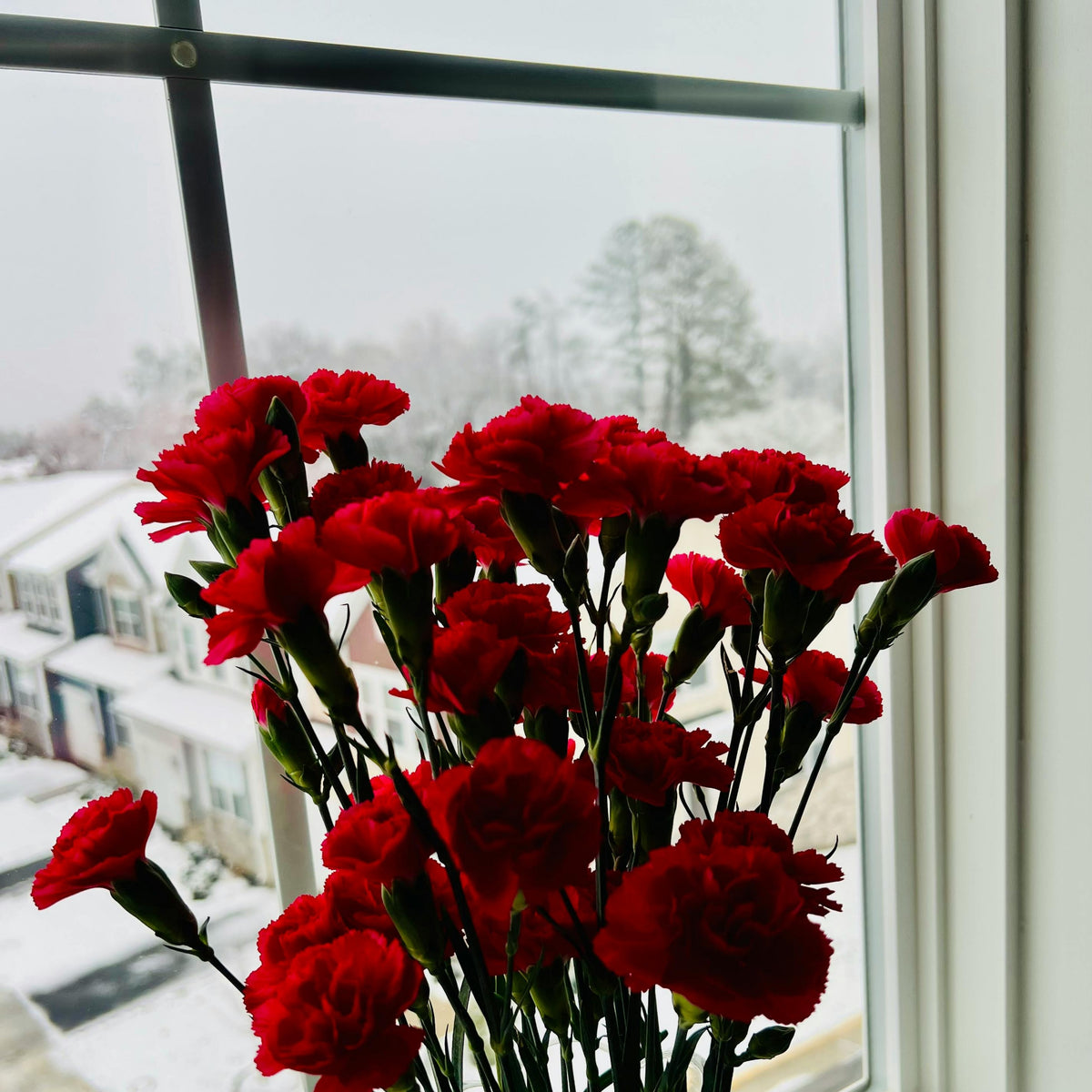 Red Mini Carnations Seeds - Dianthus Seeds, 30 seeds