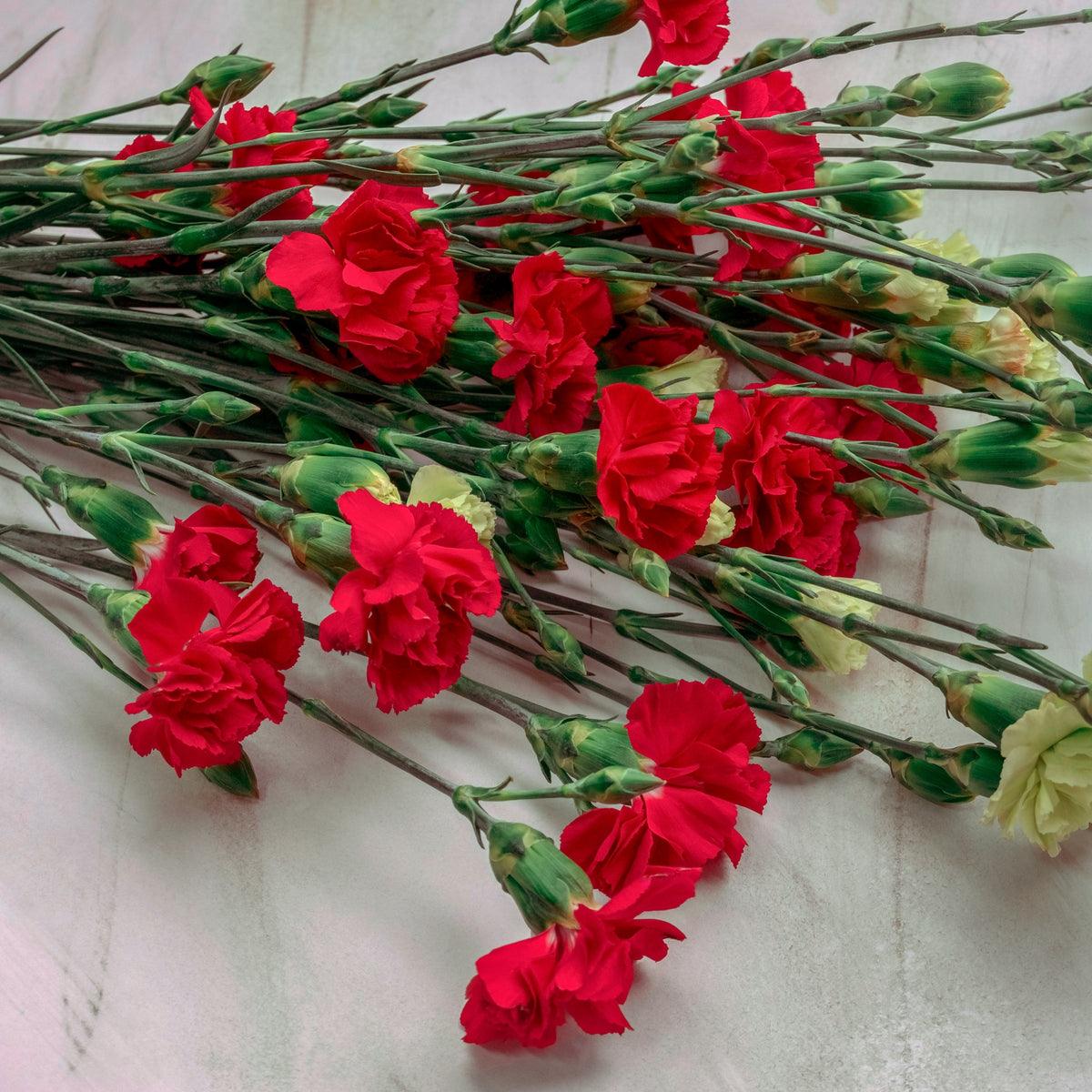Red Mini Carnations Seeds - Dianthus Seeds, 30 seeds