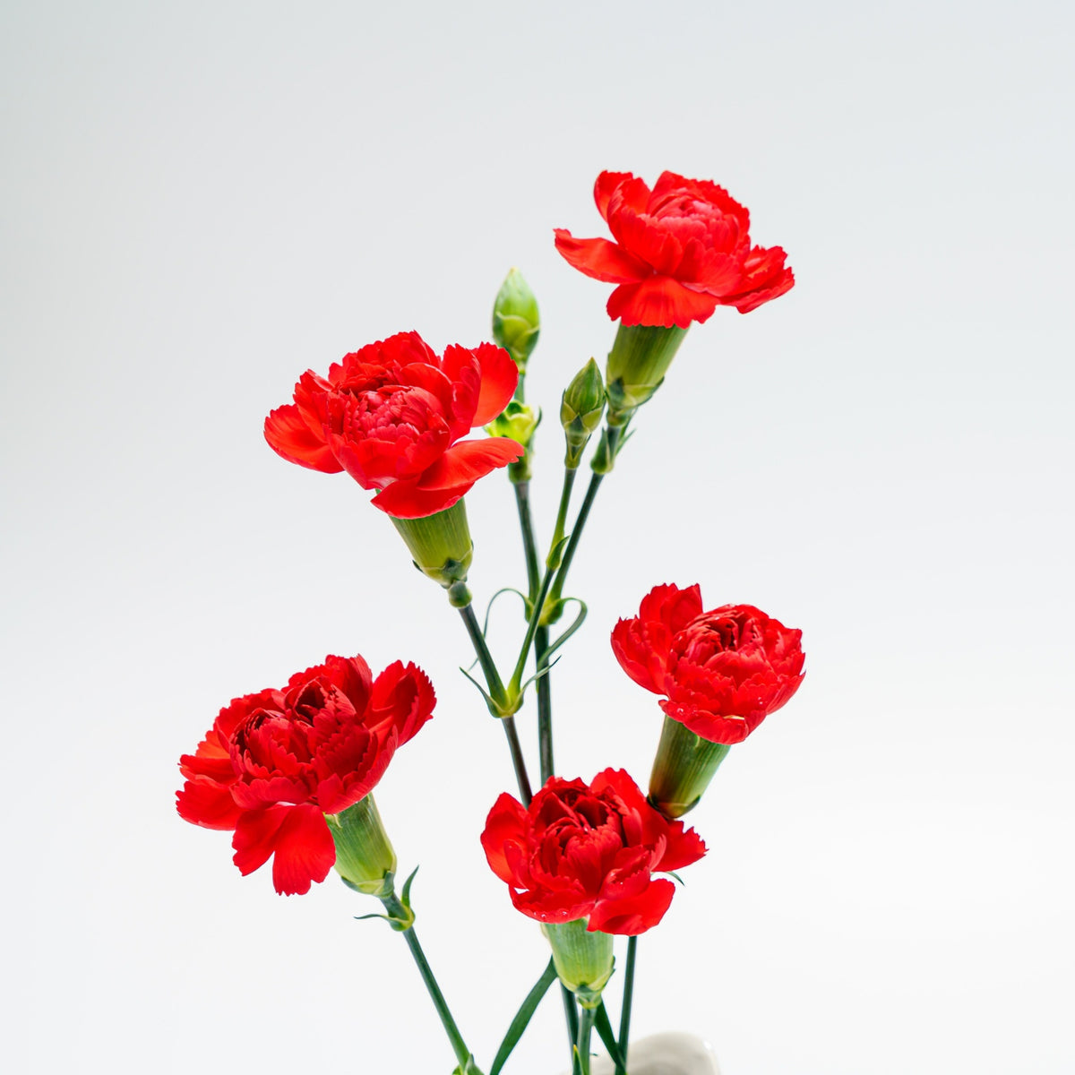 Red Mini Carnations Seeds - Dianthus Seeds, 30 seeds