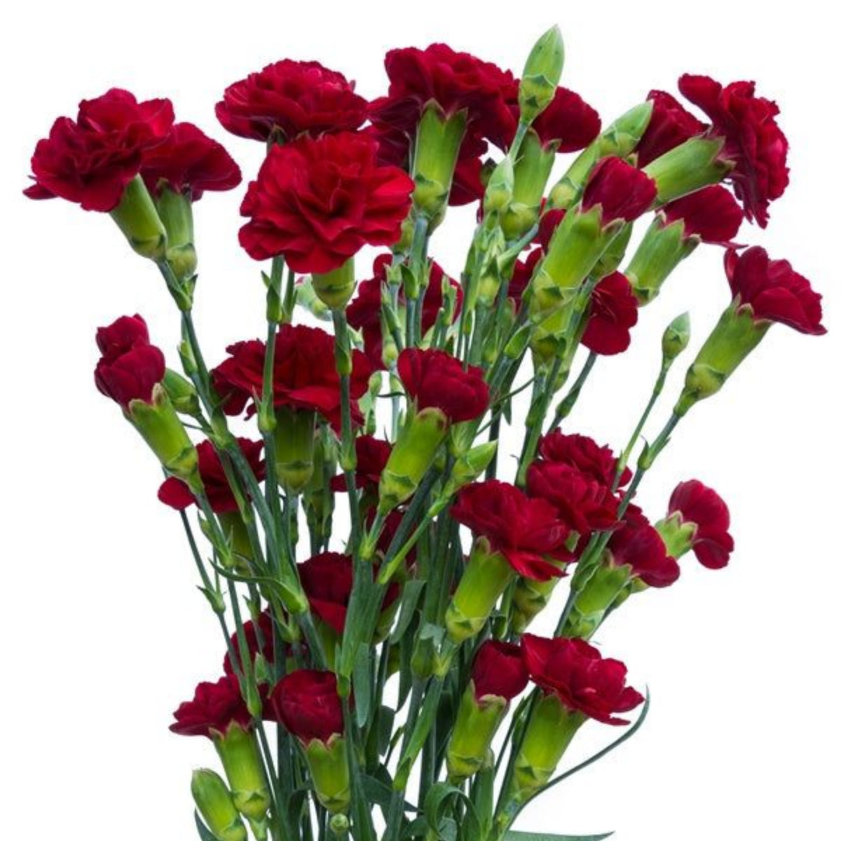 Red Mini Carnations Seeds - Dianthus Seeds, 30 seeds