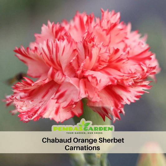 Chabaud Orange Sherbet Carnations Seeds - Dianthus Seeds, 30 seeds