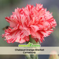 30 Chabaud Orange Sherbet Carnations - Dianthus Seeds - Open-Pollinated - Organic - Heirloom - Flower Seeds - Mix Seeds to Plant - #ca39
