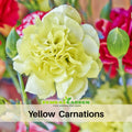 30 Yellow Carnations - Dianthus Seeds - Authentic - Open-Pollinated - Organic - Heirloom - Flower Seeds - Mix Seeds to Plant - #ca4