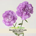 30 Moonberry Light Purple Mini Carnation - Authentic - Open-Pollinated - Organic - Heirloom - Flower Seeds - Mix Seeds to Plant - #ca40