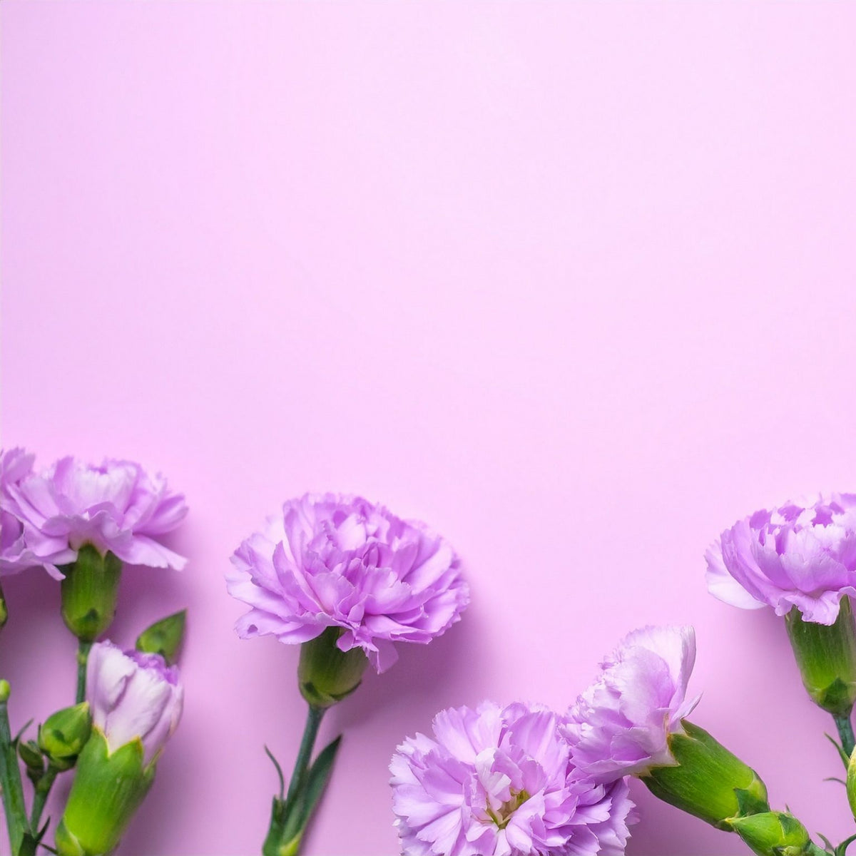 Moonberry Light Purple Mini Carnation Seeds, 30 seeds