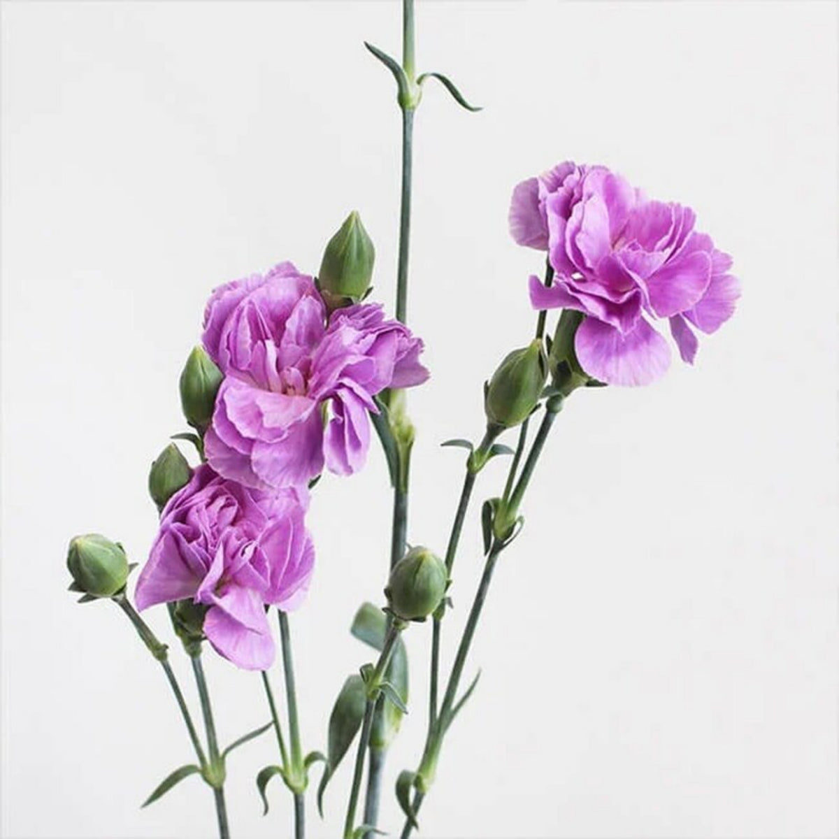 Moonberry Light Purple Mini Carnation Seeds, 30 seeds