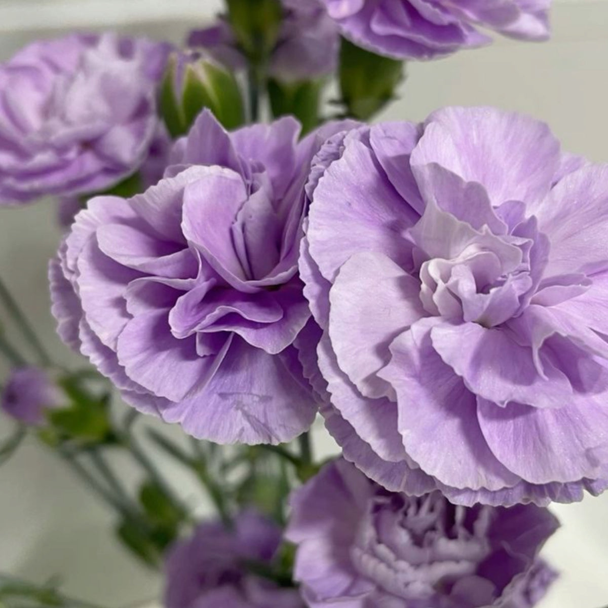 Moonberry Light Purple Mini Carnation Seeds, 30 seeds