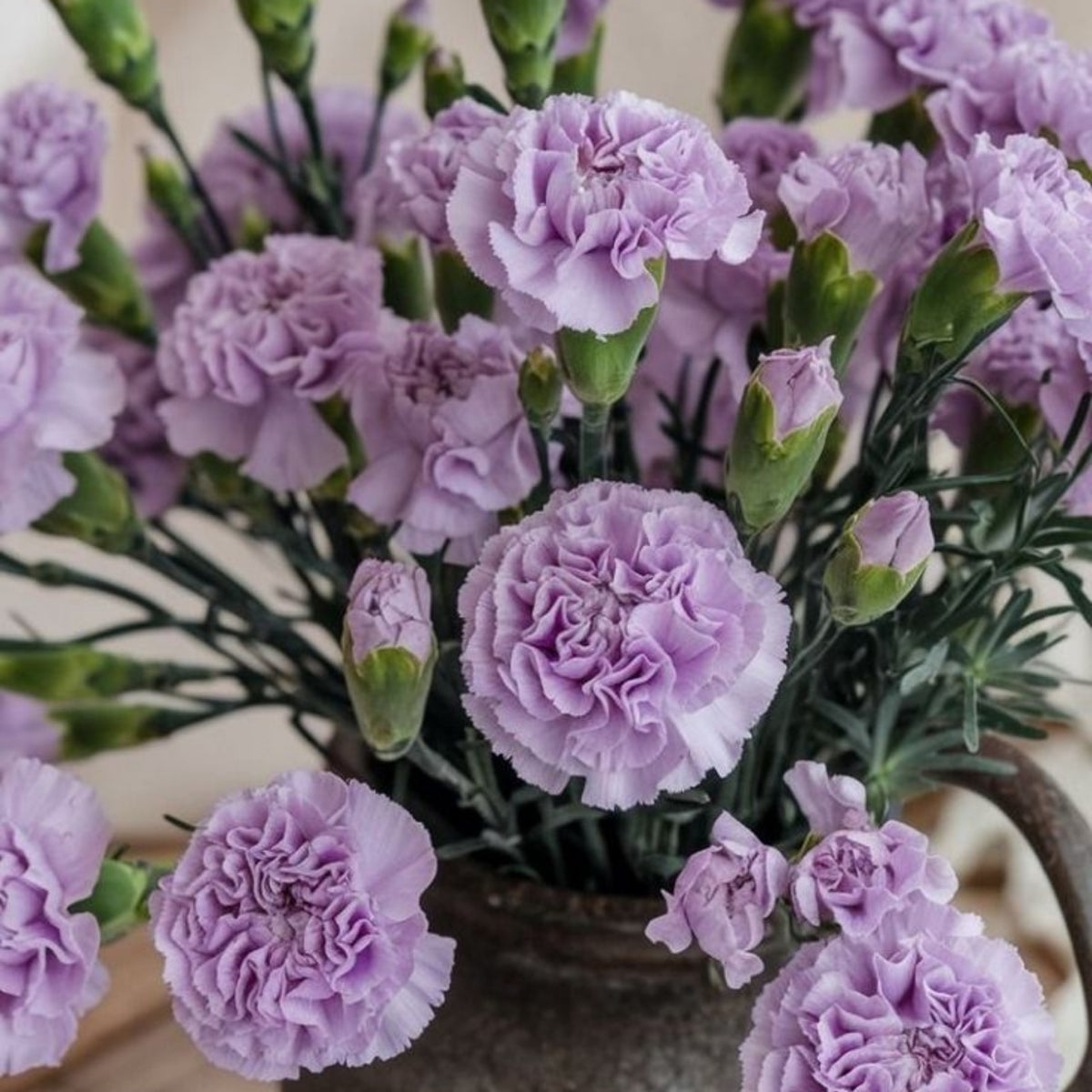 Moonberry Light Purple Mini Carnation Seeds, 30 seeds