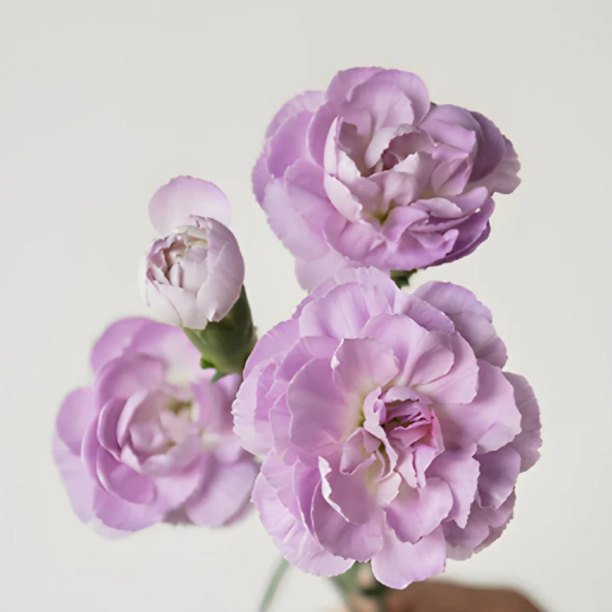 Moonberry Light Purple Mini Carnation Seeds, 30 seeds