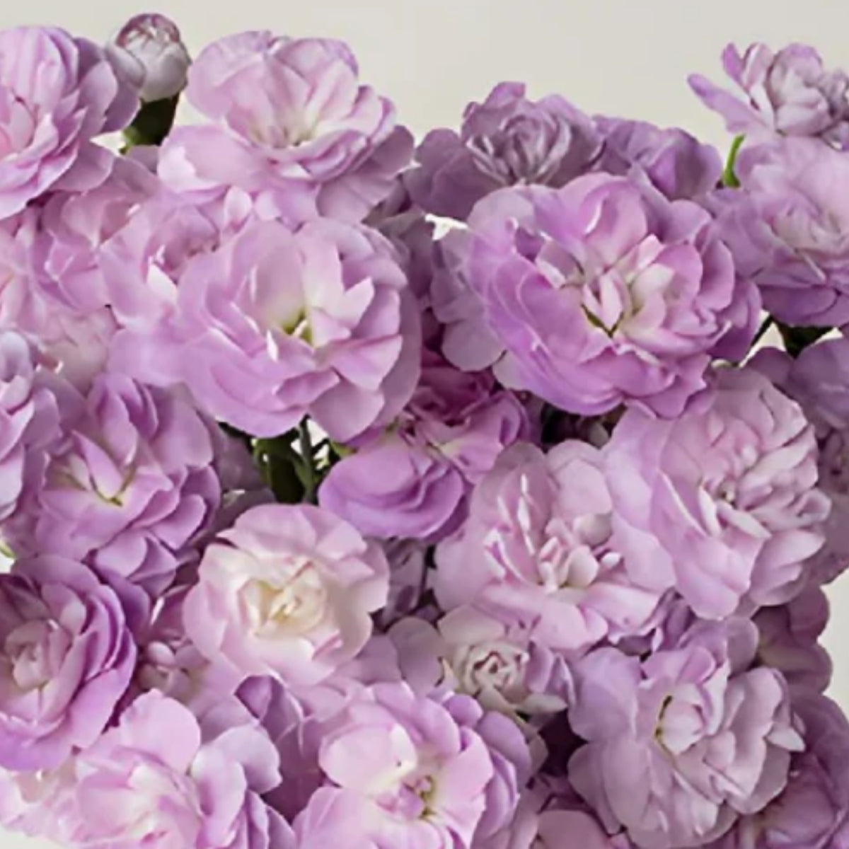 Moonberry Light Purple Mini Carnation Seeds, 30 seeds