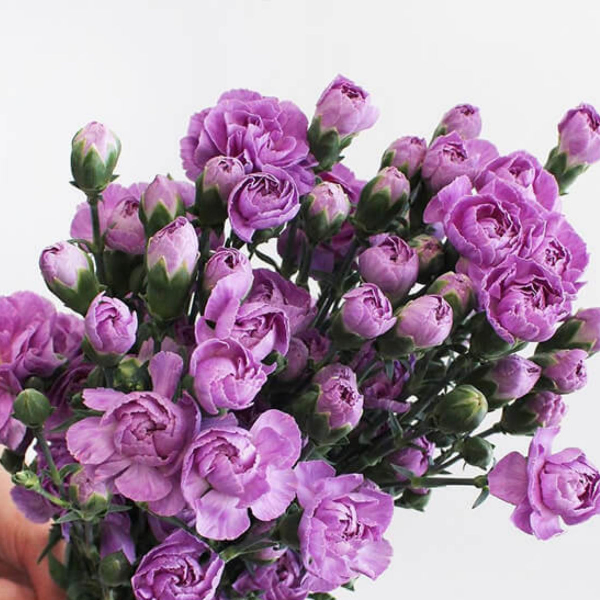Moonberry Light Purple Mini Carnation Seeds, 30 seeds