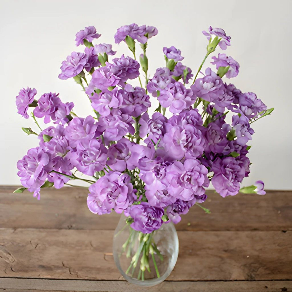 Moonberry Light Purple Mini Carnation Seeds, 30 seeds