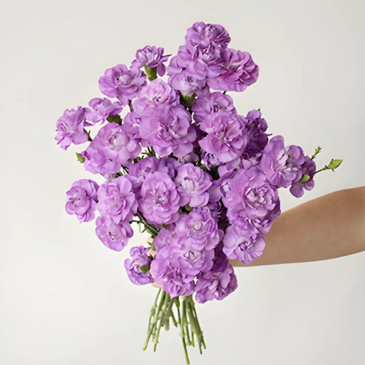 Moonberry Light Purple Mini Carnation Seeds, 30 seeds