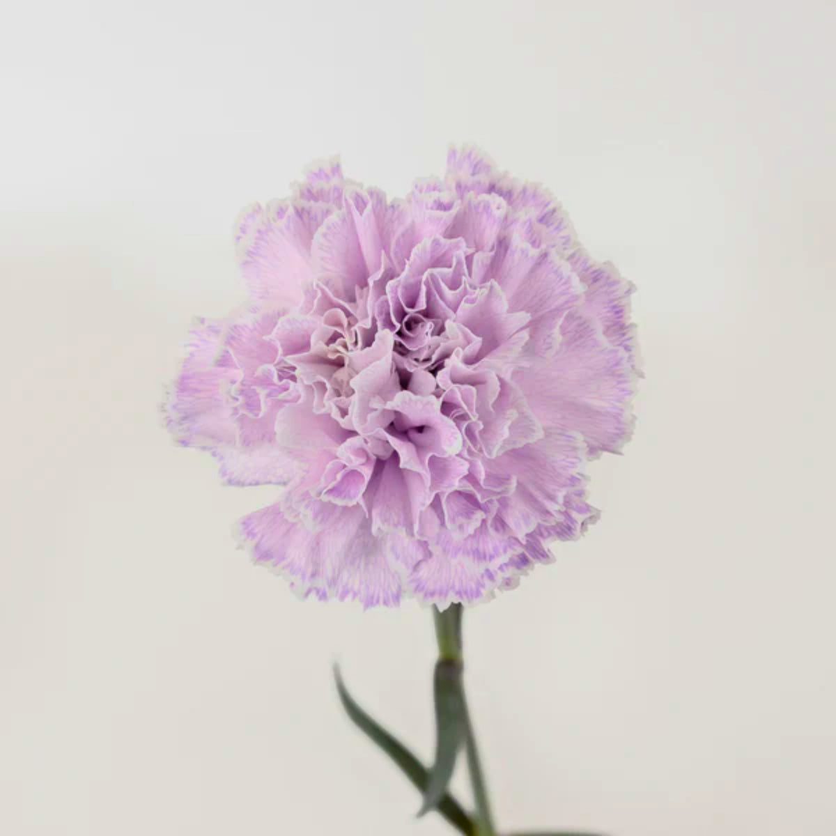 Moonberry Light Purple Mini Carnation Seeds, 30 seeds