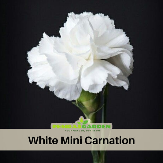 White Mini Carnations Seeds - Dianthus Seeds, 30 seeds
