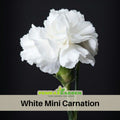 30 White Mini Carnations - Dianthus Seeds - Authentic - Open-Pollinated - Organic - Heirloom - Flower Seeds - Mix Seeds to Plant - #ca41