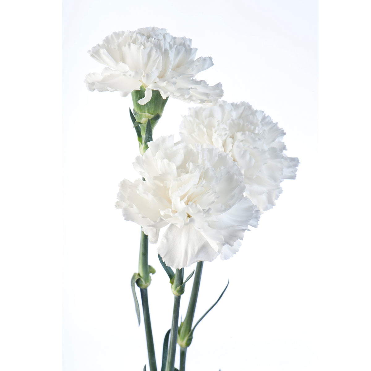 White Mini Carnations Seeds - Dianthus Seeds, 30 seeds