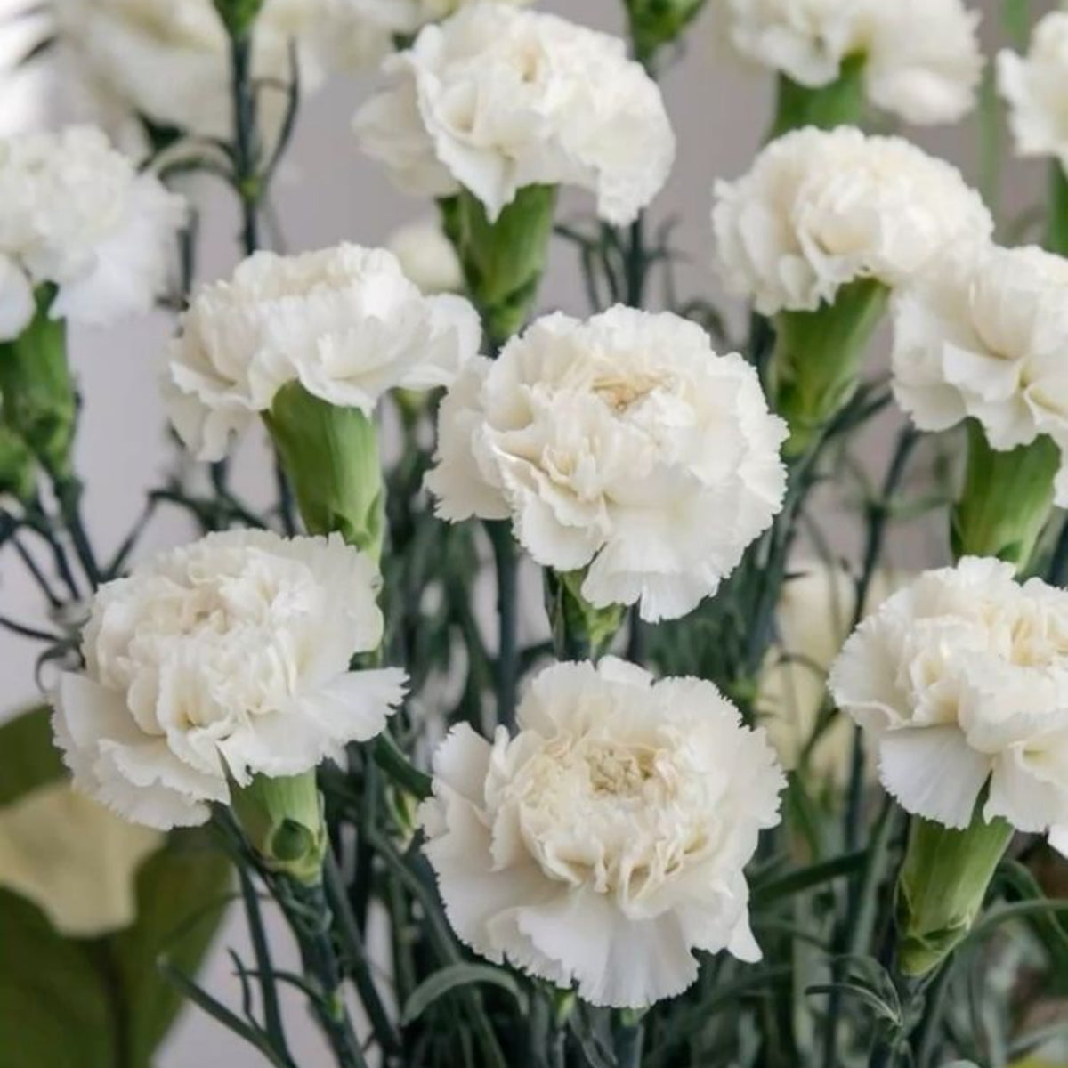White Mini Carnations Seeds - Dianthus Seeds, 30 seeds