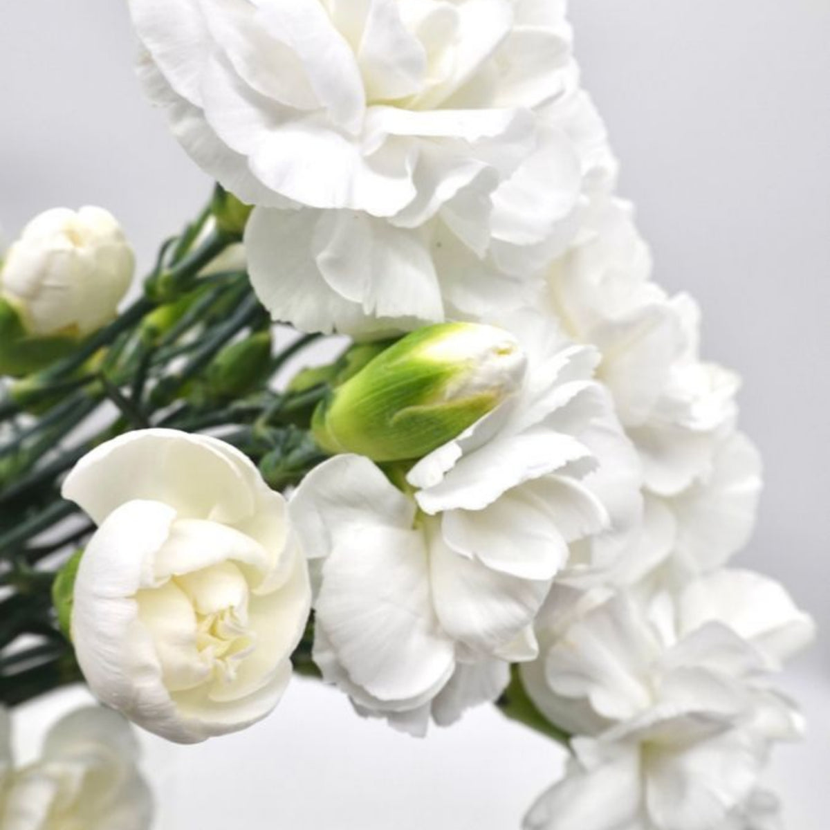 White Mini Carnations Seeds - Dianthus Seeds, 30 seeds