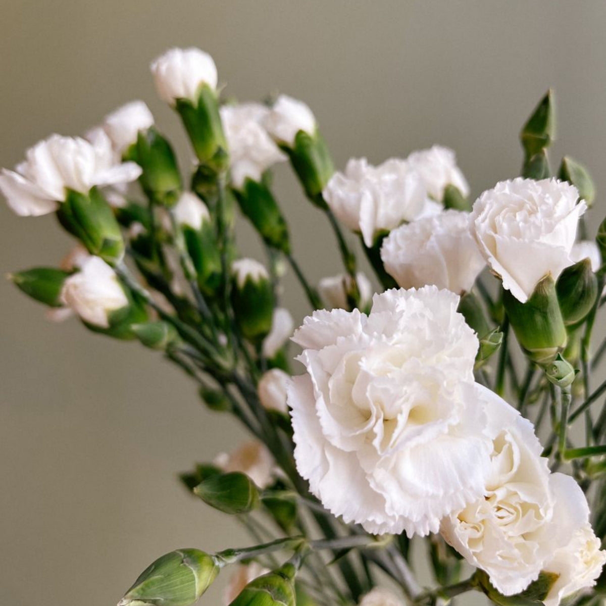 White Mini Carnations Seeds - Dianthus Seeds, 30 seeds