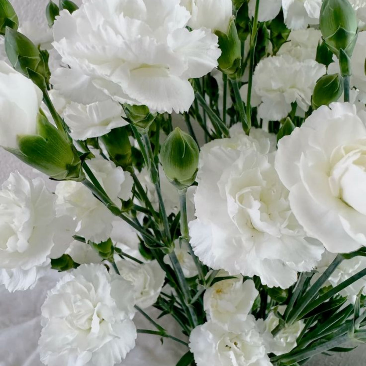 White Mini Carnations Seeds - Dianthus Seeds, 30 seeds
