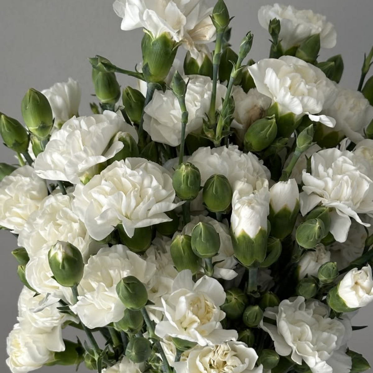 White Mini Carnations Seeds - Dianthus Seeds, 30 seeds