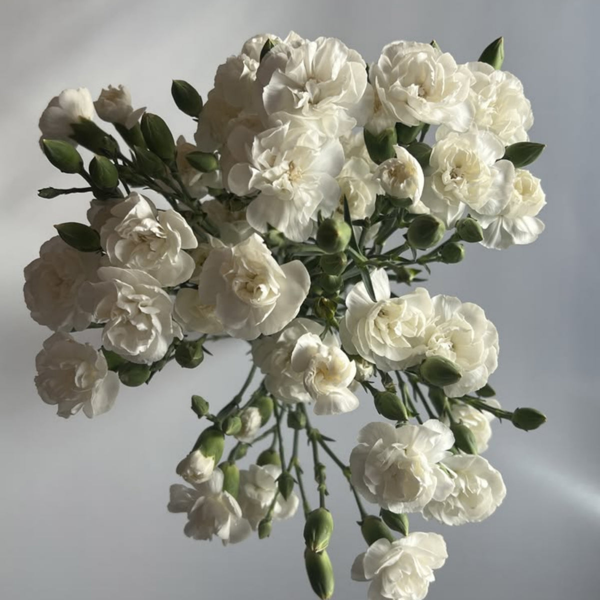 White Mini Carnations Seeds - Dianthus Seeds, 30 seeds
