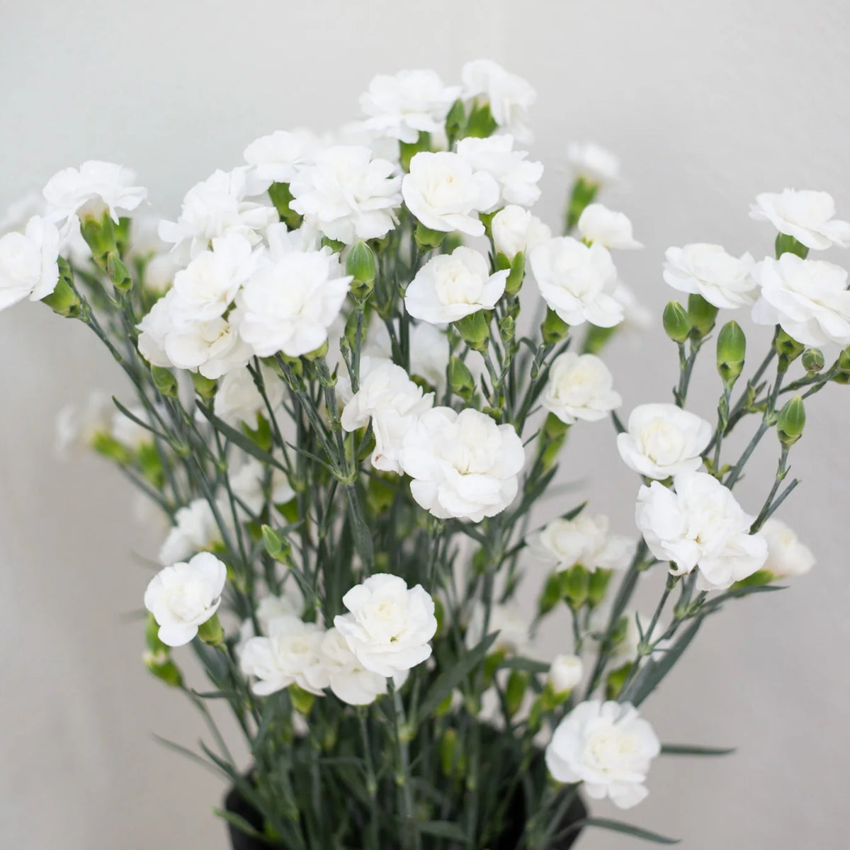 White Mini Carnations Seeds - Dianthus Seeds, 30 seeds