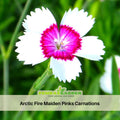 30 Arctic Fire Maiden Pinks Carnations - Dianthus Seeds - Open-Pollinated - Organic - Heirloom - Flower Seeds - Mix Seeds to Plant - #ca42