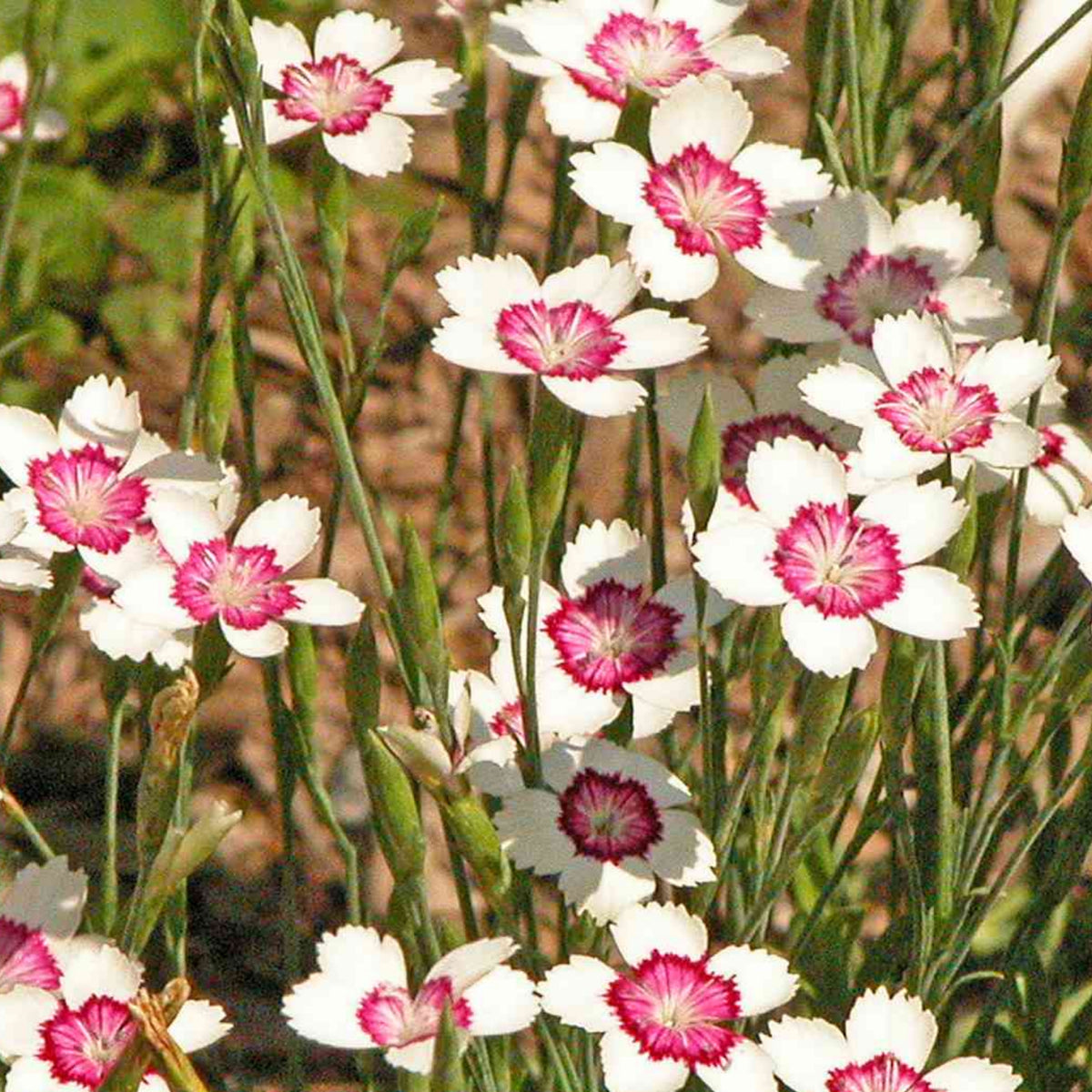 Arctic Fire Maiden Pinks Carnations Seeds - Dianthus Seeds, 30 seeds