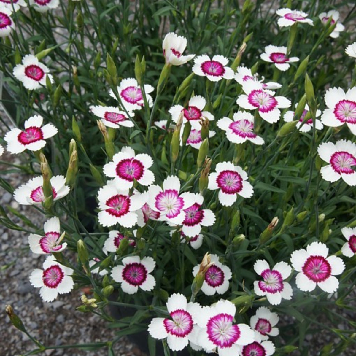 Arctic Fire Maiden Pinks Carnations Seeds - Dianthus Seeds, 30 seeds