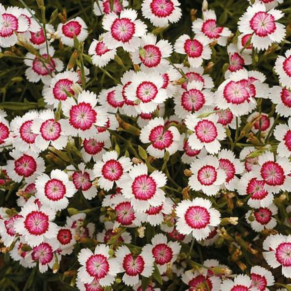 Arctic Fire Maiden Pinks Carnations Seeds - Dianthus Seeds, 30 seeds