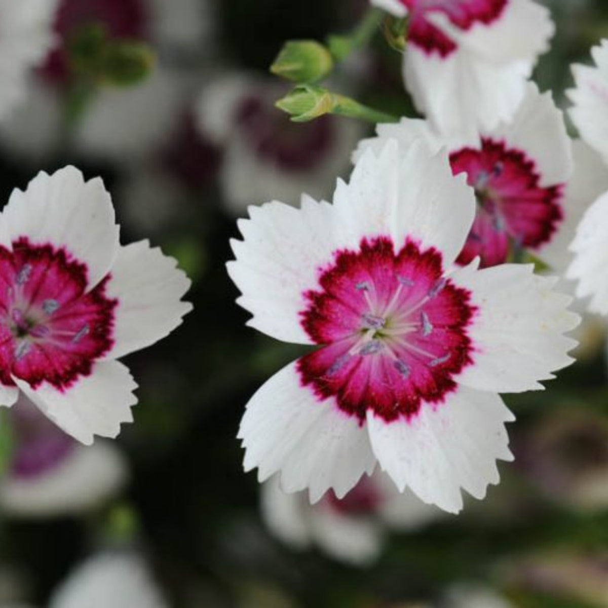Arctic Fire Maiden Pinks Carnations Seeds - Dianthus Seeds, 30 seeds