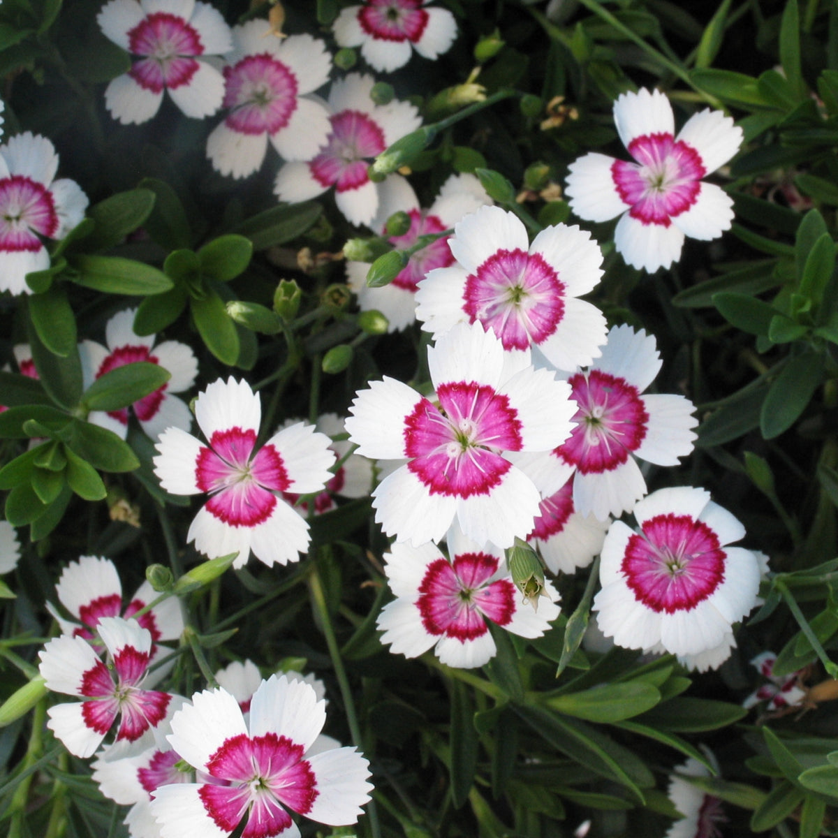 Arctic Fire Maiden Pinks Carnations Seeds - Dianthus Seeds, 30 seeds